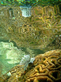   Reflection white tube worm coral Wasrer Reef Raja Ampat  